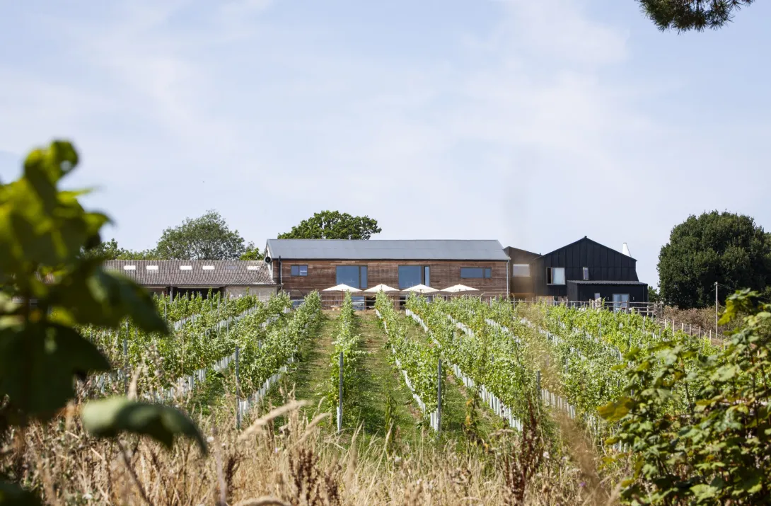 Tillingham estate vineyard